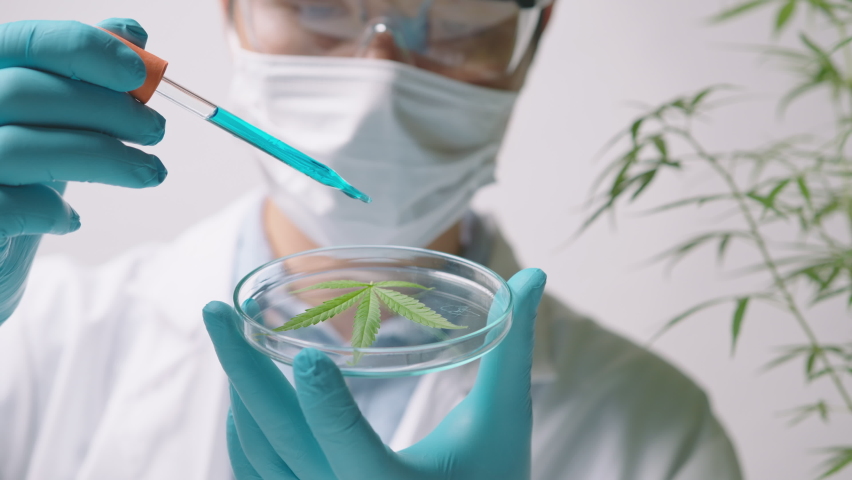A scientist is checking and analyzing a cannabis sativa experiment , hemp plant  for herbal pharmaceutical cbd oil in a laboratory Royalty-Free Stock Footage #1071681283