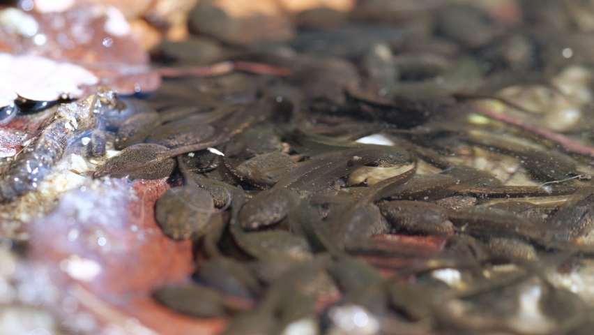 Close up of Many wild tadpoles that live in the water of the pond. Spring season. Amphibian creatures