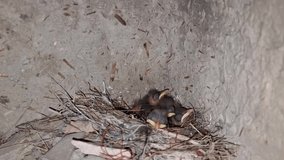Brown rock chat (Cercomela fusca) chicks opening mouth for food 4k clip from nature wildlife