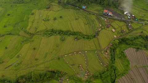 Aerial view of lush green terraced paddy fields in Bali. Rotating aerial view of farm rice fields in tropical rural countryside
