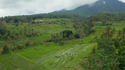 Water on the vast green rice plantations in Bali. Retreating dolly aerial view of rural countryside with vast green fields