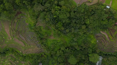Top down birds eye overhead aerial view of multiple terraced paddy rice fields on the side of the hill in a tropical area