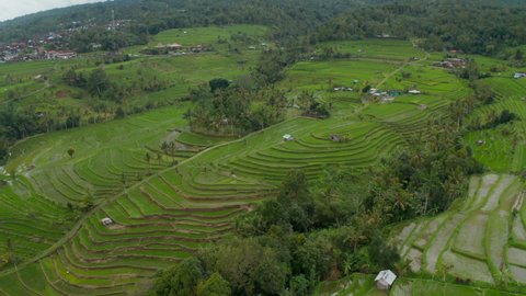 Aerial overhead view of rice field plantations with water on terraced hills in Bali. Top down view of green tropical farm fields in Asia