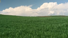 The newly planted green wheat field. Agriculture and weather concept. Sown field and clouds time lapse video