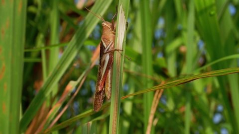 A brown grasshopper clinging to a green leaf. Green leaf of grass is moving in the wind. See green grass in the background