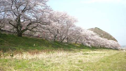 Sakura famous place Kuze tunnel cherry blossoms, spring, cherry blossoms in full bloom