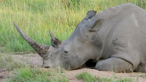 Close-up view of an endangered white rhinoceros (Ceratotherium simum) resting, South Africa
