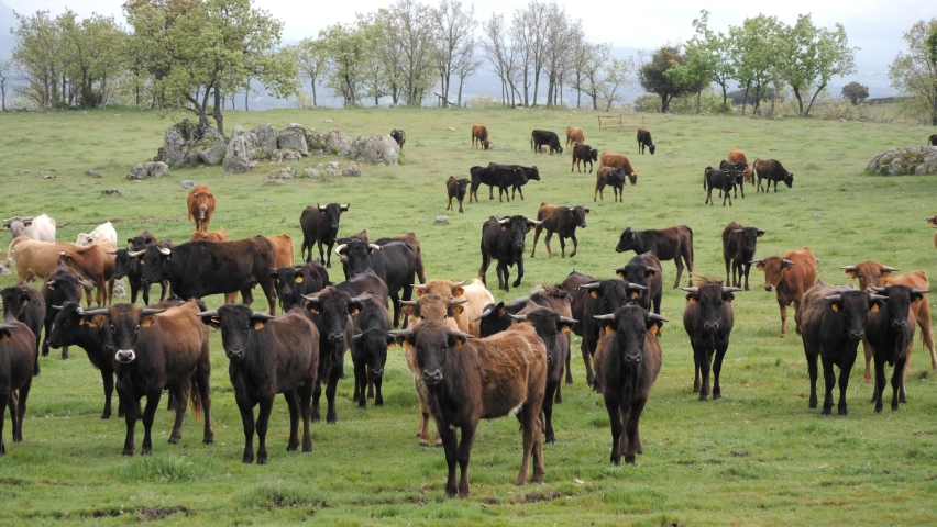 Herd of curious spanish fighting bulls running away from camera. | Shutterstock HD Video #1071711241