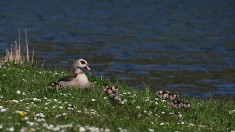 Egyptian goose mother sitting on the green meadow at the River Main and taking care of her little chicks. This geese are invasive animal species from Africa and causing problems in Germany. 4k