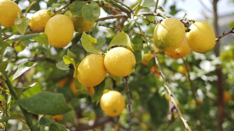 Ripe Yellow Lemons on a Tree. Citrus Plantation 4K footage
