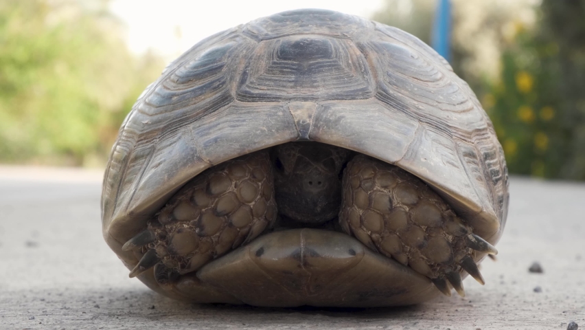 Tortoise peeking head from a shell. Land turtle. little green reptile tortoise on concert hiding in its home. Tortoise animal. frontal turtle Close up. reptiles of the order Chelonia or Testudines.   | Shutterstock HD Video #1071718801