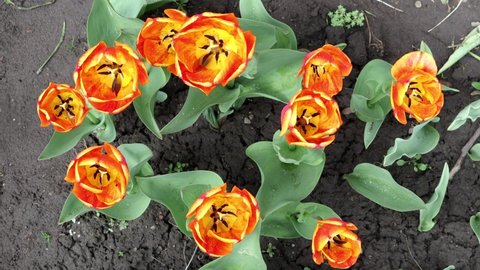 Many yellow-red tulips sway in the wind. Top view.