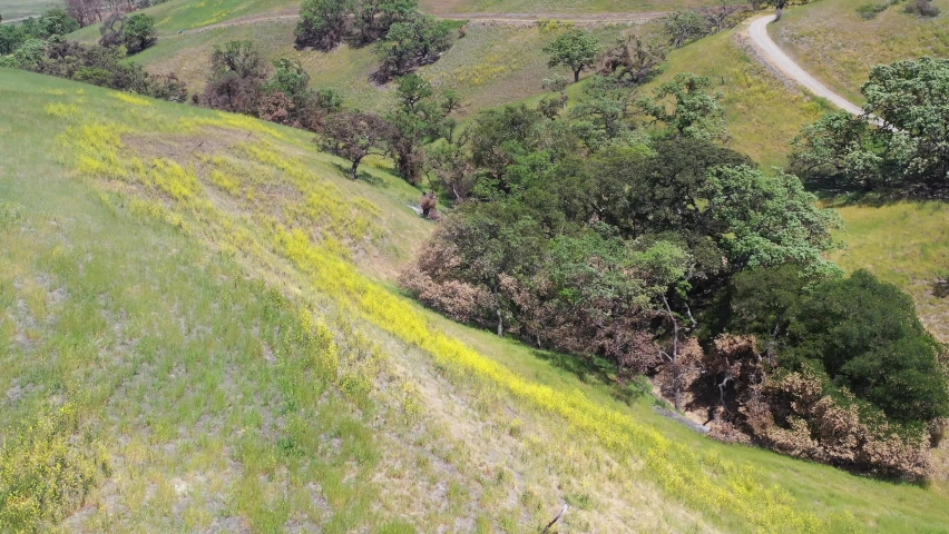 California native oak trees grow in the valleys between rolling hills in the East Bay, not far east of San Francisco Bay. This warm region harbors fruitful wineries and many scenic parks.
