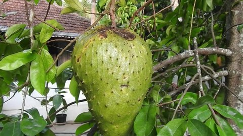 Soursop Juice Stock Video Footage 4k And Hd Video Clips Shutterstock