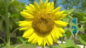 Professional Video. Close Up Flower (Sunflower) Macro shot nature flower. Blue sky background.