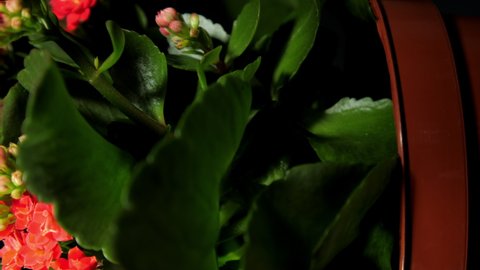 Kalanchoe pot plant with green leaves and dense red flowers rotate under electric light close vertical view makro. Concept spring decor