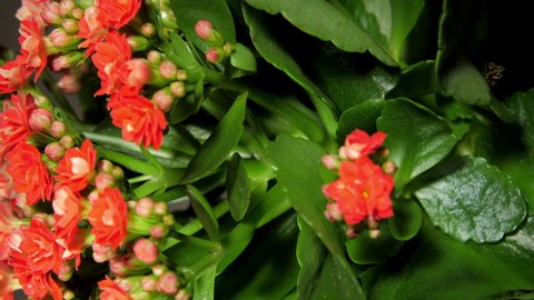 Decorative kalanchoe pot plant with small red flowers and buds rotates under light in shop close vertical view. Concept style