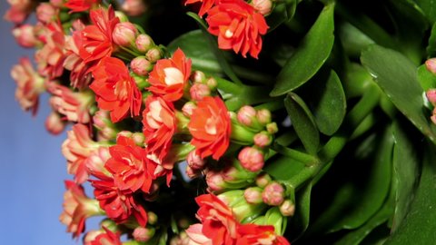 Kalanchoe pot plant with small dense red flowers and buds among green leaves in decor shop vertical view extra makro slider up