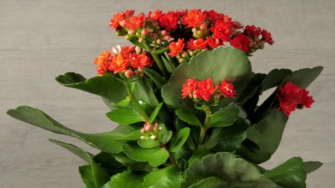 Kalanchoe with green leaves and dense red flowers rotates under electric light in spring close view. Concept natural beauty