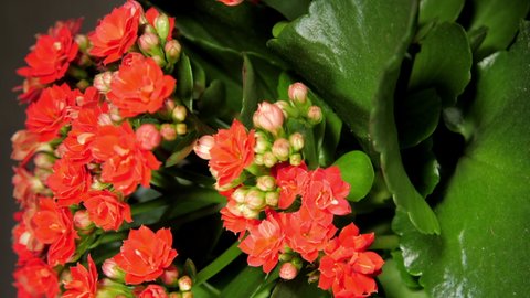 Decorative kalanchoe pot plant with small red flowers and buds rotates under light in shop close vertical view slider down. Concept style