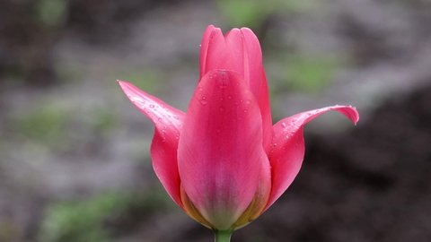 A pink tulip sways in the wind under raindrops.