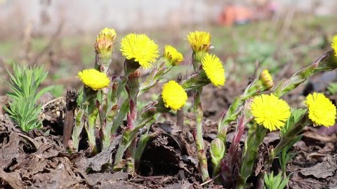 Coltsfoot (Tussilago farfara) bright yellow flowers - the first spring flowers sway in the wind. Blooming wild plant. Looped video.
