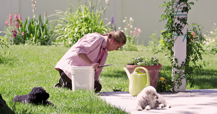Static view of woman weeding in yard, while one dog rolls in grass.