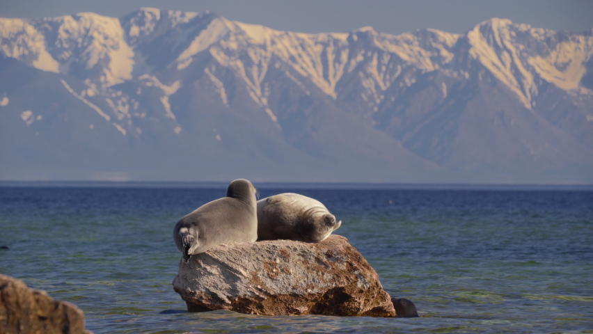 Seal nerpa on lake baikal rest on stone on snowy mountain background. Group of pusa sibirica swim | Shutterstock HD Video #1071732712