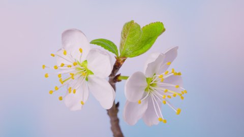 4K Time Lapse of flowering white flowers of cherry plum on tree branch on blue sky background. Spring time-lapse of opening flowers of wild plum, close-up.