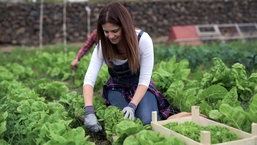Happy caucasian woman gardening and picking up fresh lettuce - Fresh and healty food - Gardening people concept Royalty-Free Stock Footage #1071738622