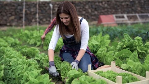 Happy caucasian woman gardening and picking up fresh lettuce - Fresh and healty food - Gardening people concept