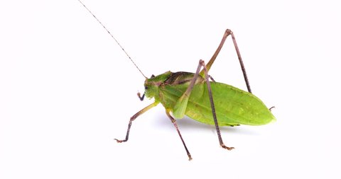 Video of the sound of a “Giant katydid".
Recorded with a sound-collecting microphone.