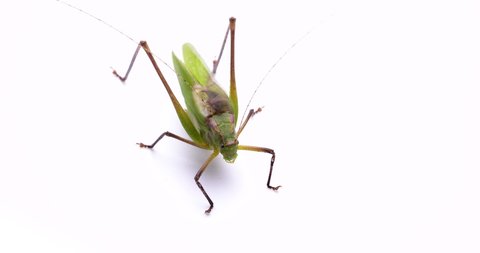 Video of the sound of a “Giant katydid".
Recorded with a sound-collecting microphone.