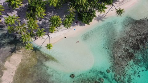Beach travel vacation aerial drone video from Bora Bora Tropical island paradise. Woman in bikini and palm trees in turquoise blue water, coral reef lagoon. Top view of woman swimming relaxing