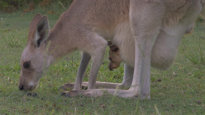 Mother And Joey Kangaroo Eating Grass On Field - Symbol Of Australia. - close up