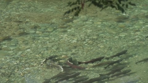 Spring Run Chinook Salmon Swimming in Clear Waters of Butte Creek in Northern California