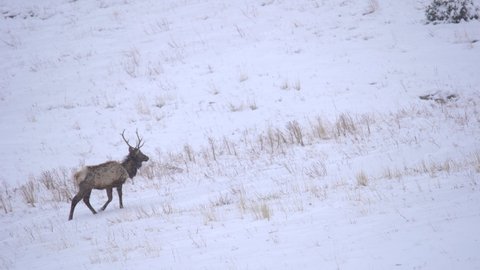 Elk walking in snow covered field