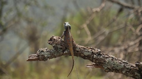 Agama Lizard moves fast on tree branch to catch and eat flying insect