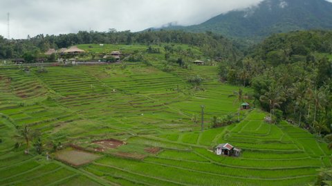 Vast green rice fields on the hills in Bali. Retreating dolly aerial view of farm paddy plantations in rural countryside