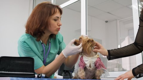 Woman Veterinarian Examining Cute Yorkshire Terrier in Animal Clinic. Slow Motion. Veterinary Medicine and Taking Care of Pets Concept