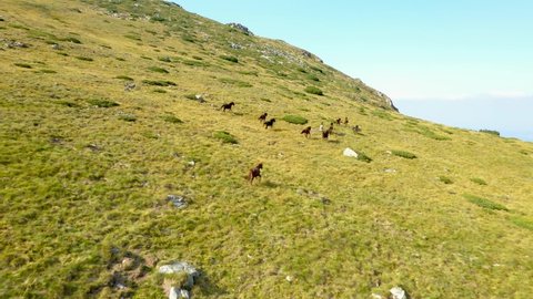 4K aerial view of herd of Wild Horses, grazing on green on green field in the mountains. View from the high mountain Rila in Bulgaria.