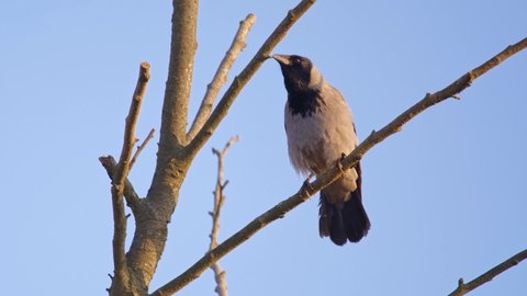 Hooded crow (Corvus cornix) cawing song, European grey bird calling from a tree