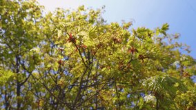 Beautiful floral green spring abstract 4k video background of sunny springtime nature. Branches of blossoming leafy sunny tree isolated on gentle sunny light blue sky backgdrop