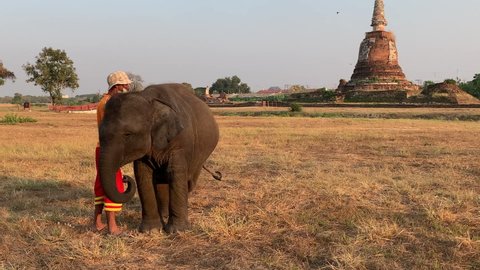 AYUTTHAYA, THAILAND-MARCH 10, 2021: Mahout is practicing baby elephant greeting the tourist at Chang(Elephant) Temple in Ayutthaya, the world heritage city