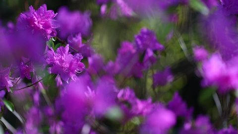 blossom purple pink violet flowers of rhododendron in the wind