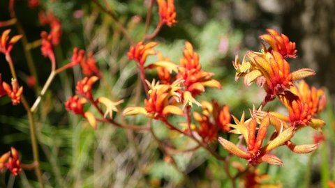 Red cats or kangaroo paw flower, California, USA. Anigozanthos bicolor floral blossom. Exotic tropical australian rainforest botanical atmosphere. Natural vivid flora, forest or garden greenery bokeh.