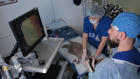 April 10, 2021 (Novosibirsk, Russia): Vet Gastroenterologist with Assistants Diagnosing a Cat. Endoscopic Examination of Pet in the Clinic. Medical Treatment and Healthcare of Pet Concept