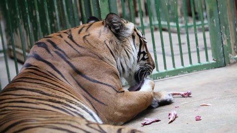CZECH REP., ZOO PRAHA - JUN 11, 2020: Malayan tiger (Panthera tigris jacksoni), harimau, rimau. Czech: Tygr malajsky.