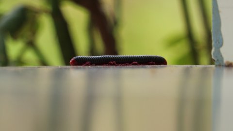 Millipedes are a group of arthropods that are characterised by having two pairs of jointed legs on most body segments. they are known scientifically as the class Diplopoda. its red fire millipede