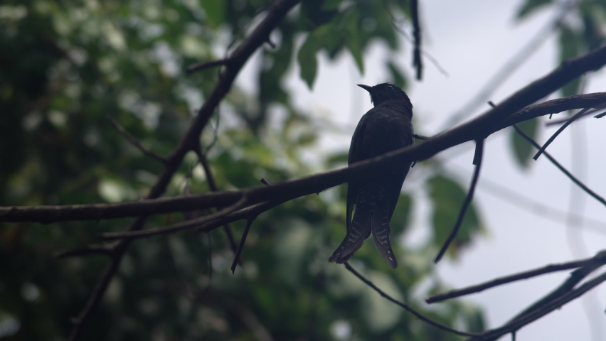 The Drongo cuckoo, Beautiful black bird perching on branch.